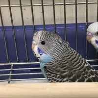 ティンク