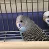 ティンク