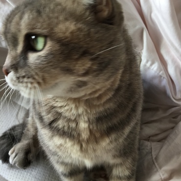 ちょっとスリムになったわらび