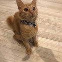 生涯おうちの中で大切に飼ってくれる里親さん待ち～