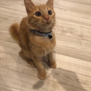 生涯おうちの中で大切に飼ってくれる里親さん待ち～