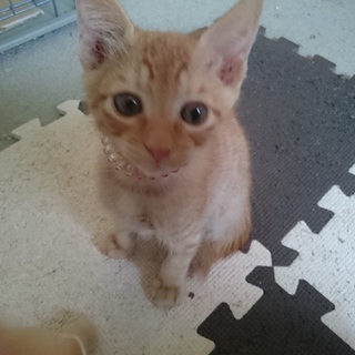 じゅん、里親さま決定❗ありがとうございました❤