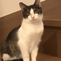 切実里親様募集！幸せの鍵尻尾ハチワレ男の子