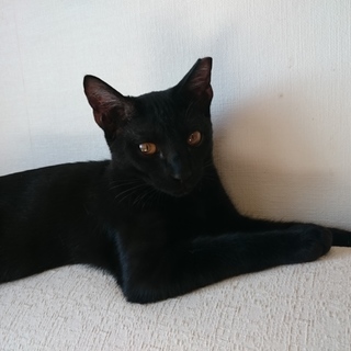 シャーリー、里親さま決定！ありがとうございました♡