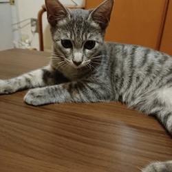 10月27日(土)に愛知県豊川市で譲渡会！ サムネイル3