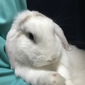 ロップイヤー☆再募集