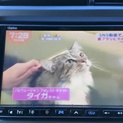 最後半年のギシトラ♂、白キジ♀♀の兄妹です。
