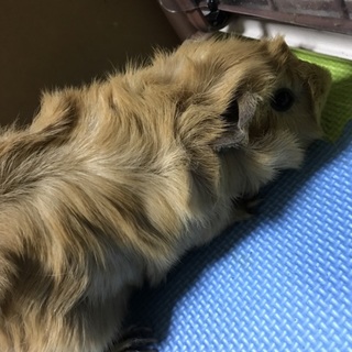 アビシニアンモルモット オレンジ