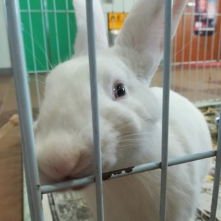 急募！白いウサギちゃんの里親さま