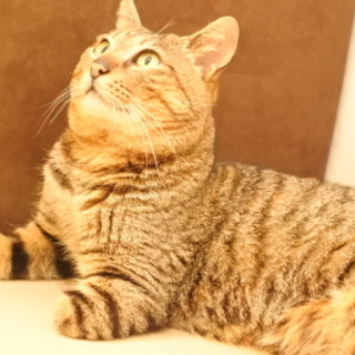 V19 キジ猫のオス　（れんと君）