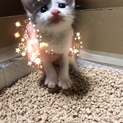 ありがとうございました！