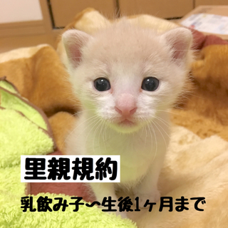 乳飲み子ちゃん達の募集について