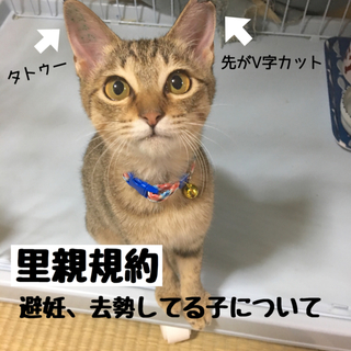避妊去勢済みの里親募集について