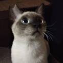 男前なシャムミックス仔猫