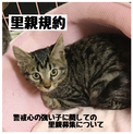 警戒心の強い子に関しての里親募集について