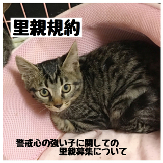 警戒心の強い子に関しての里親募集について
