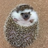 急募！ サムネイル2