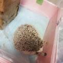 ハリネズミ ソルトペッパー♀