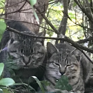 綺麗なキジ猫ちゃんです