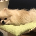 ポメラニアン 3歳
