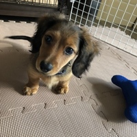 ウィル
