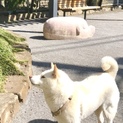 小さめ白芝犬 ♀6歳