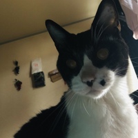 まお