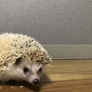 ハリネズミたちの里親募集
