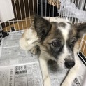 リードを付けたままの迷子犬