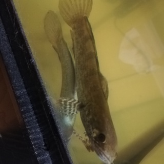 スネークヘッド