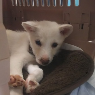 ありがとうございました）一人ぼっち野犬の赤ちゃん