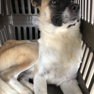 事前に面会OK！心を開くまで寄り添っていただける方