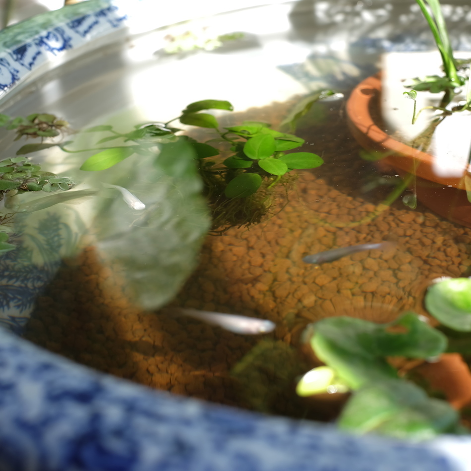 白めだかちゃん☆のカバー写真