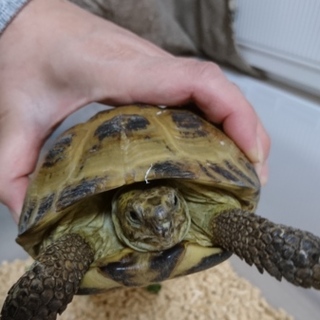 遺棄されたリクガメさん
