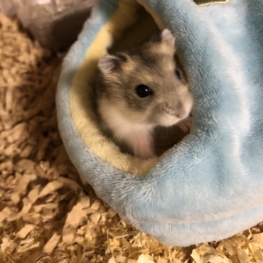 もふもふの巣もすき