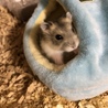 もふもふの巣もすき