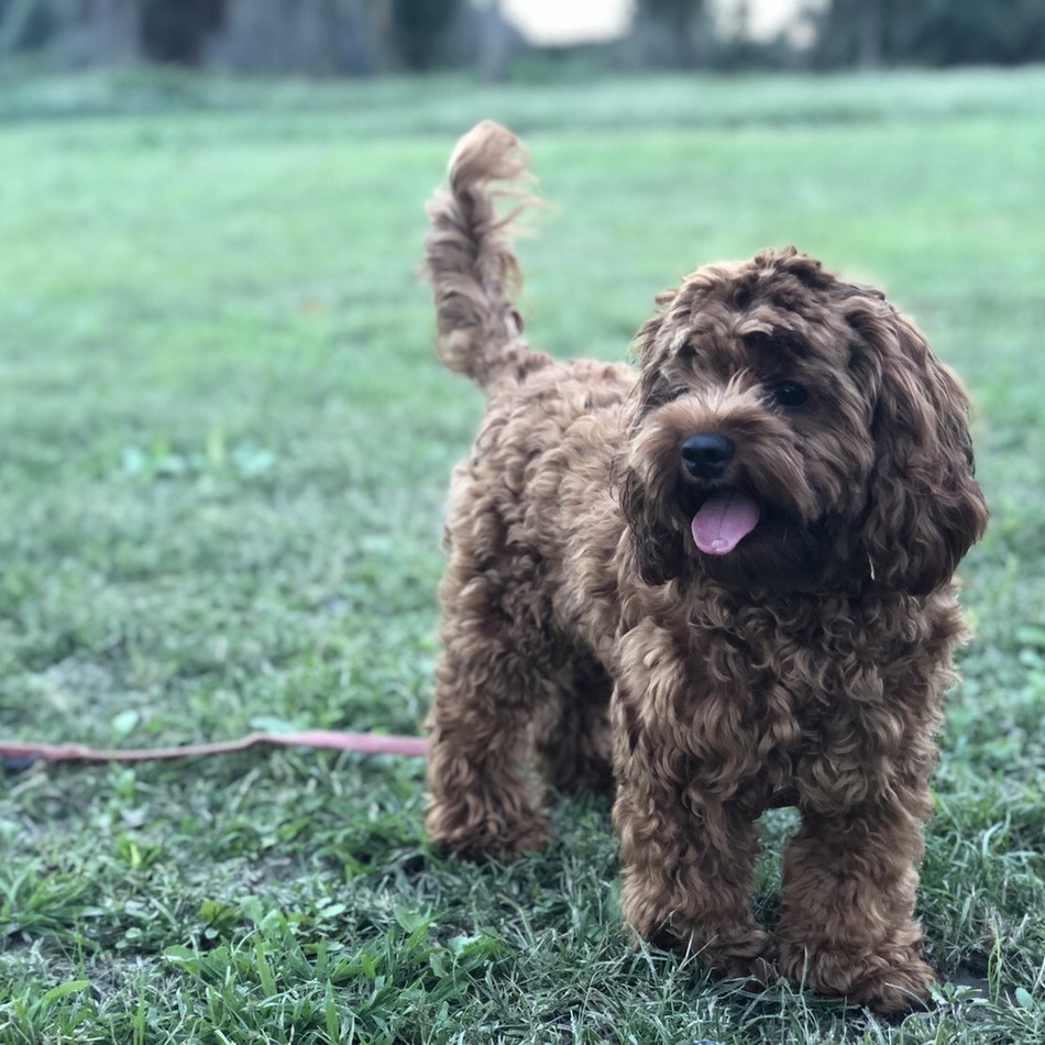 エンジェルのカバー写真