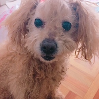 ショコラ
