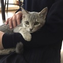 ふうちゃん大阪のお宅に迎えて頂けます♡