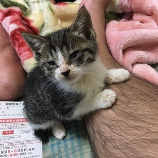 生後1ヶ月のキジシロちゃん