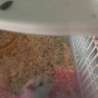 パールホワイトペア