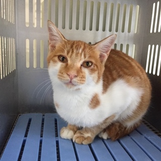 里親決定です！有難うございました。