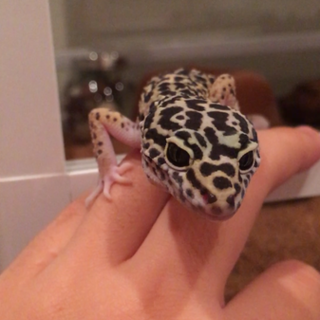 【ご応募ありがとうございました】レオパ