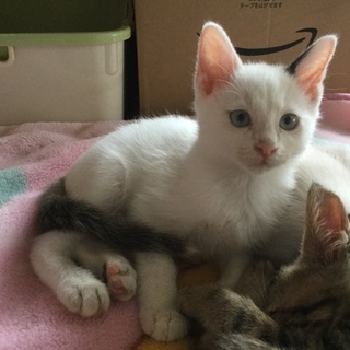 ありがとうございました