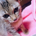 3ヶ月ほどの子猫です