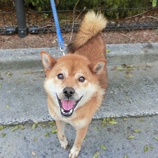 【助けて下さい❗️】迷子の柴犬風わんこです！