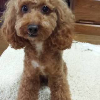 トイプードル6才の男の子です。