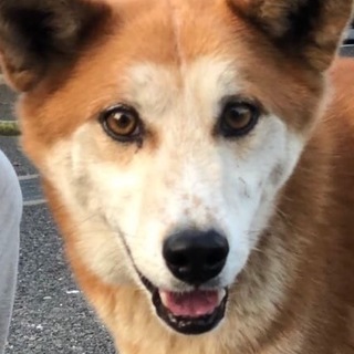 【時間がありません】お利口な男の子です