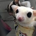 フクロモモンガ 