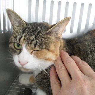 処分対象になります。収容期限10/26朝